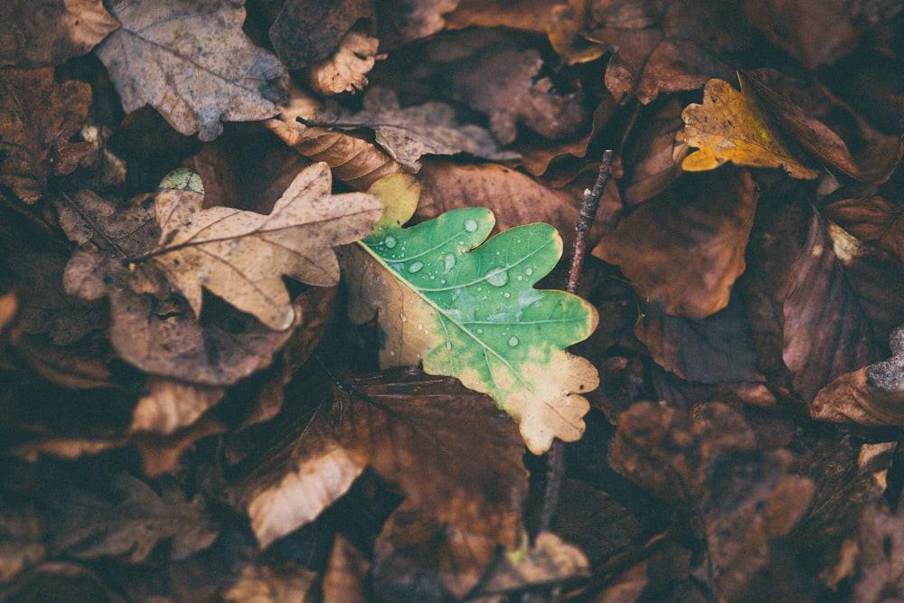 foglie essiccate a terra