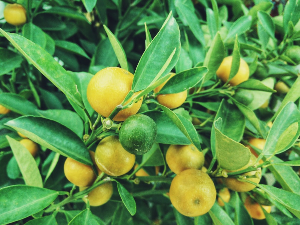 yellow and green citrus fruit
