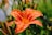 orange lily in shallow focus photography