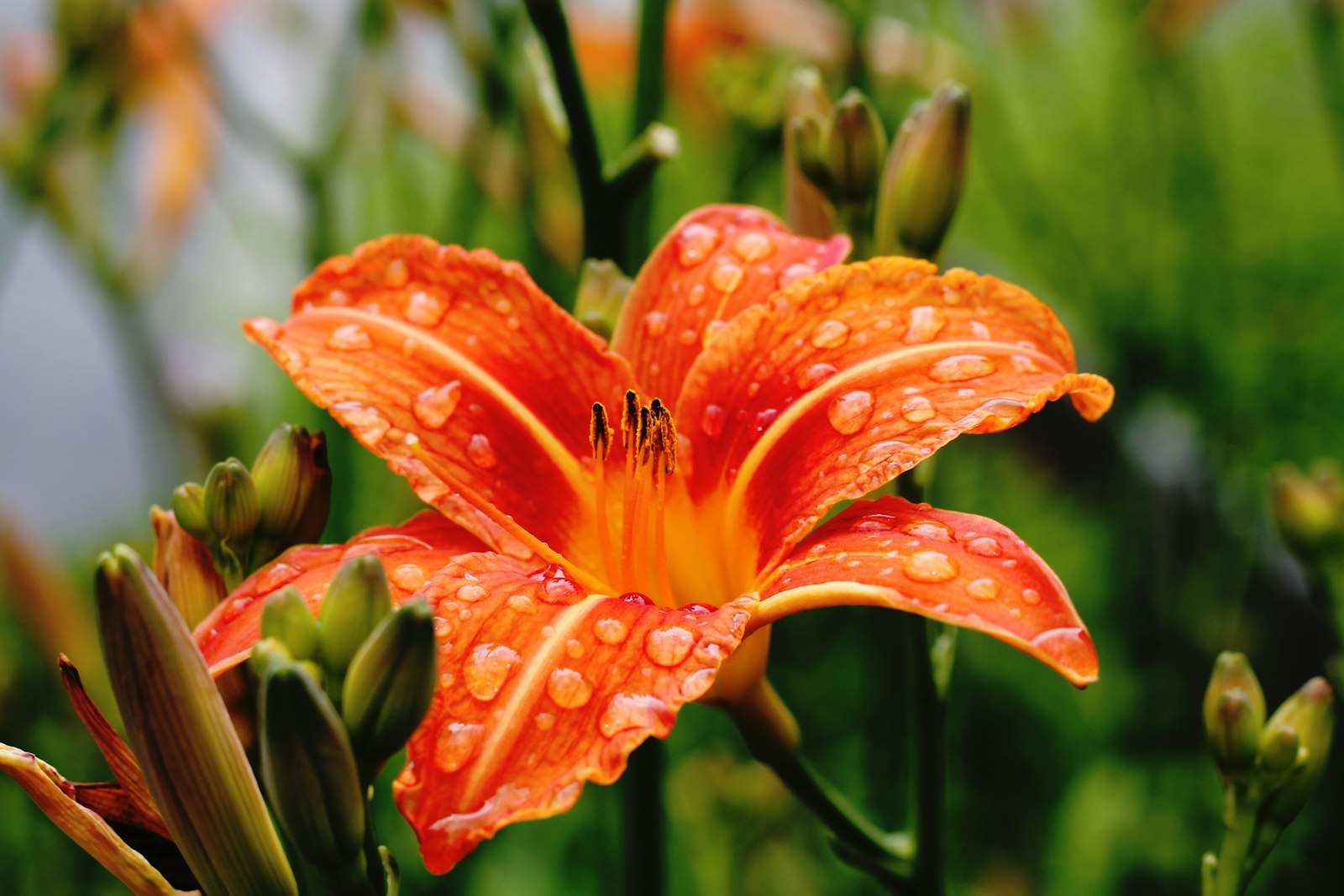 Canon EOS 1100D (EOS Rebel T3 / EOS Kiss X50) + Canon EF 50mm F1.8 II sample photo. Orange lily in shallow photography