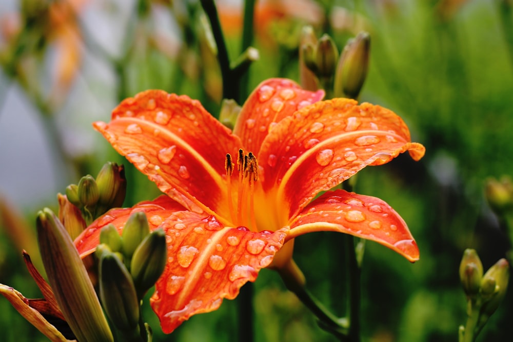 Orangefarbene Lilie in der Flachfokusfotografie