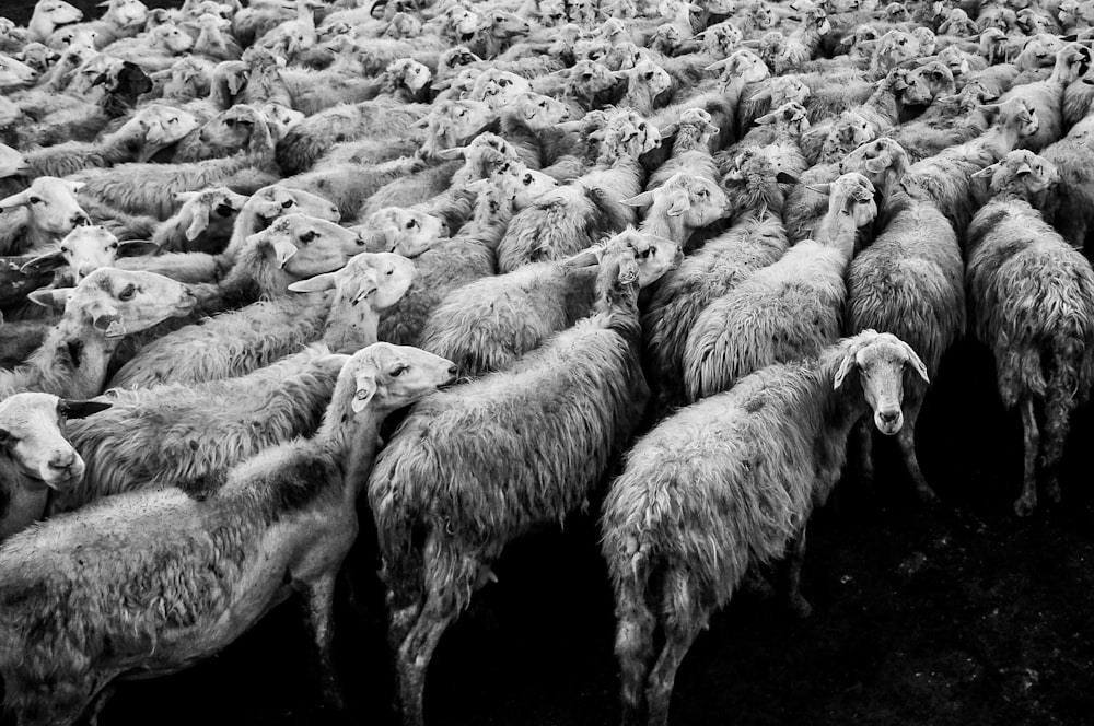 herd of sheep in grayscale photo