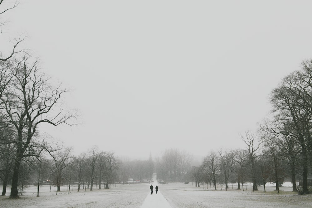 grayscale photo of bare trees during daytime