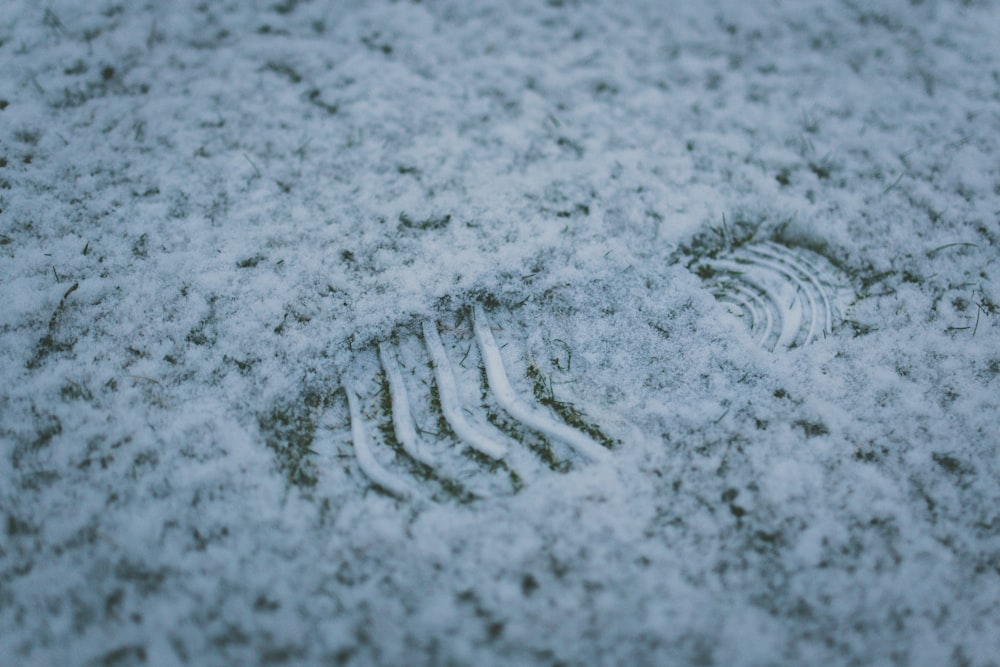 macro photography of footprint