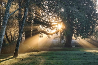 green leaf trees illuminated by sun's rays