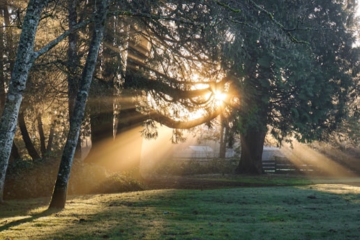 green leaf trees illuminated by sun's rays