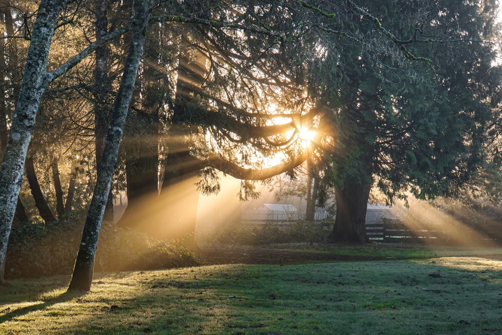 Des arbres à feuilles vertes illuminés par les rayons du soleil