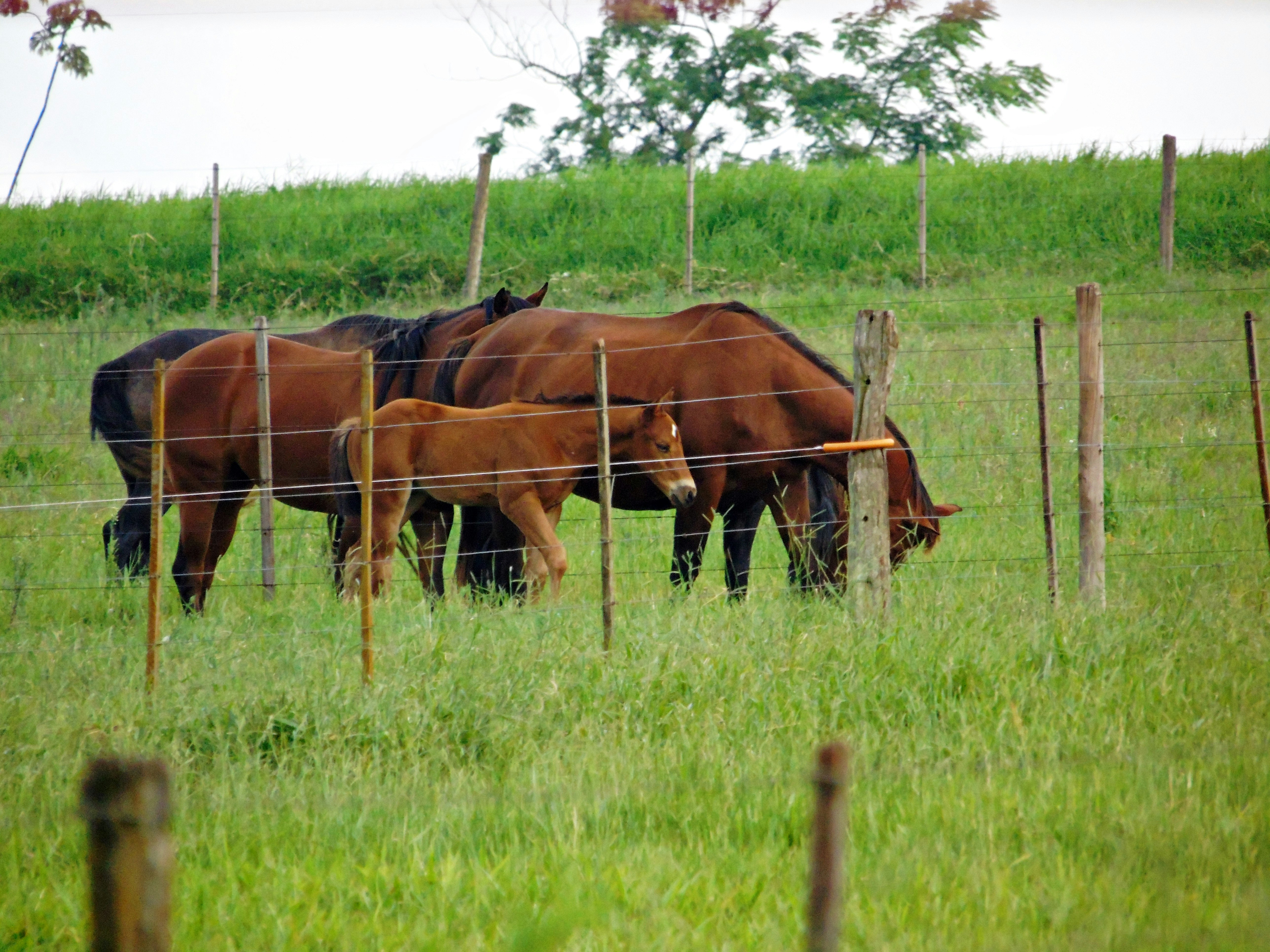 Free Unsplash photo from Nathan Junior