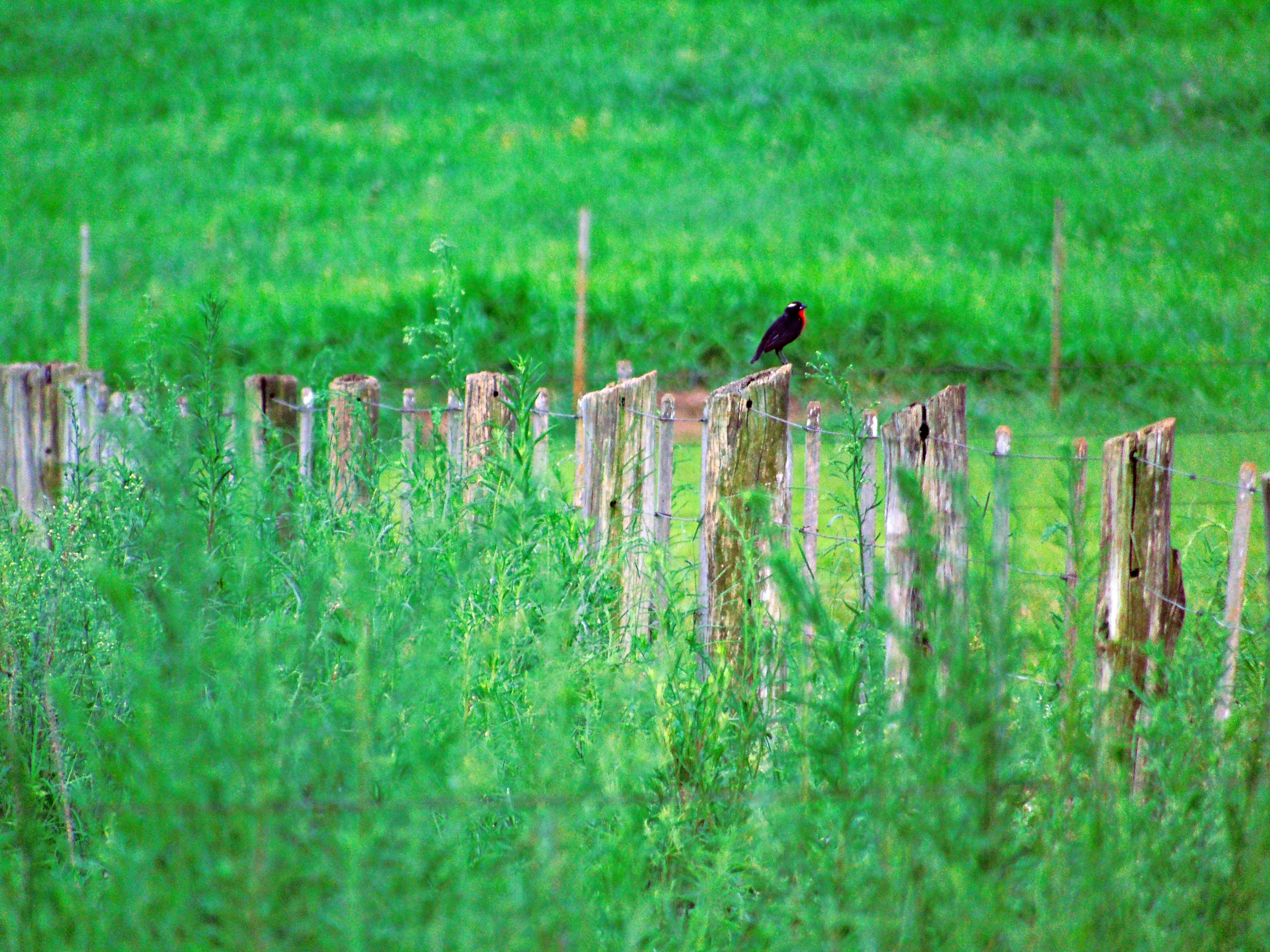 Free Unsplash photo from Nathan Junior