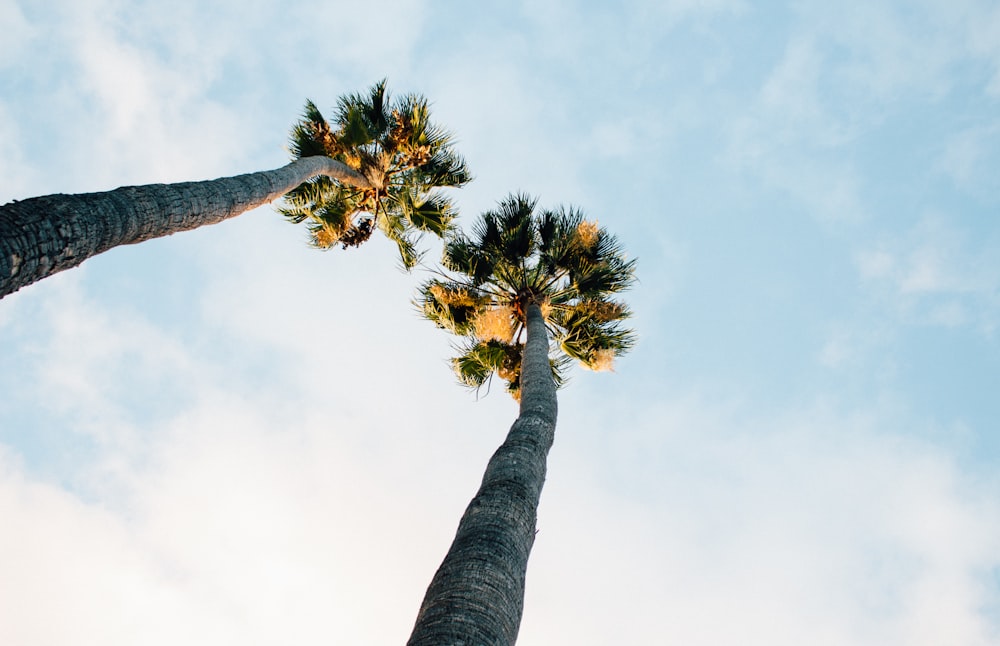 Photographie en contre-plongée d’arbres verts