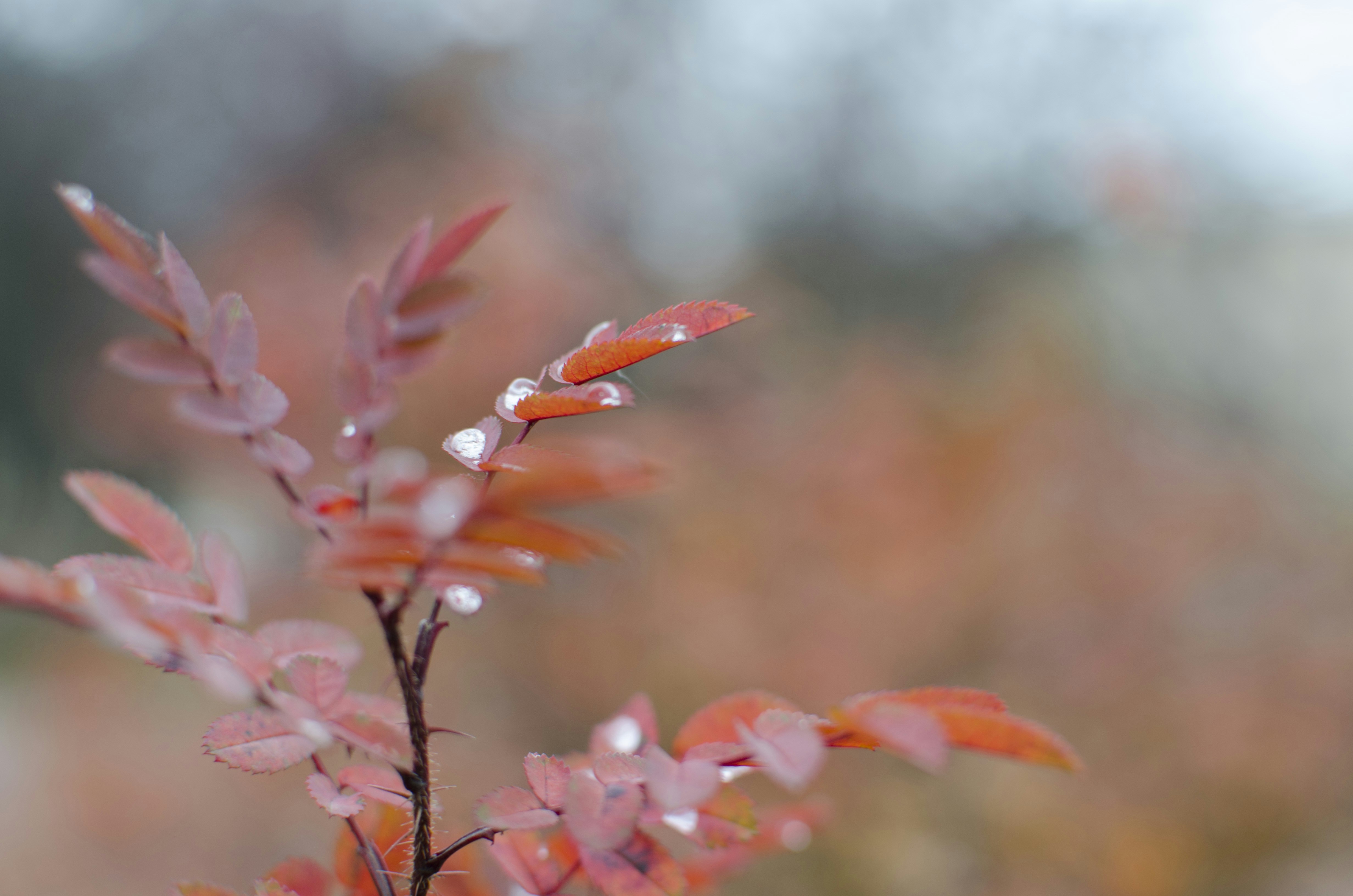 Free Unsplash photo from Kate Chikina