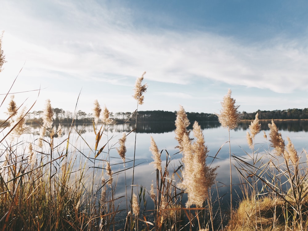 white pampas grasses near body of water at daytime