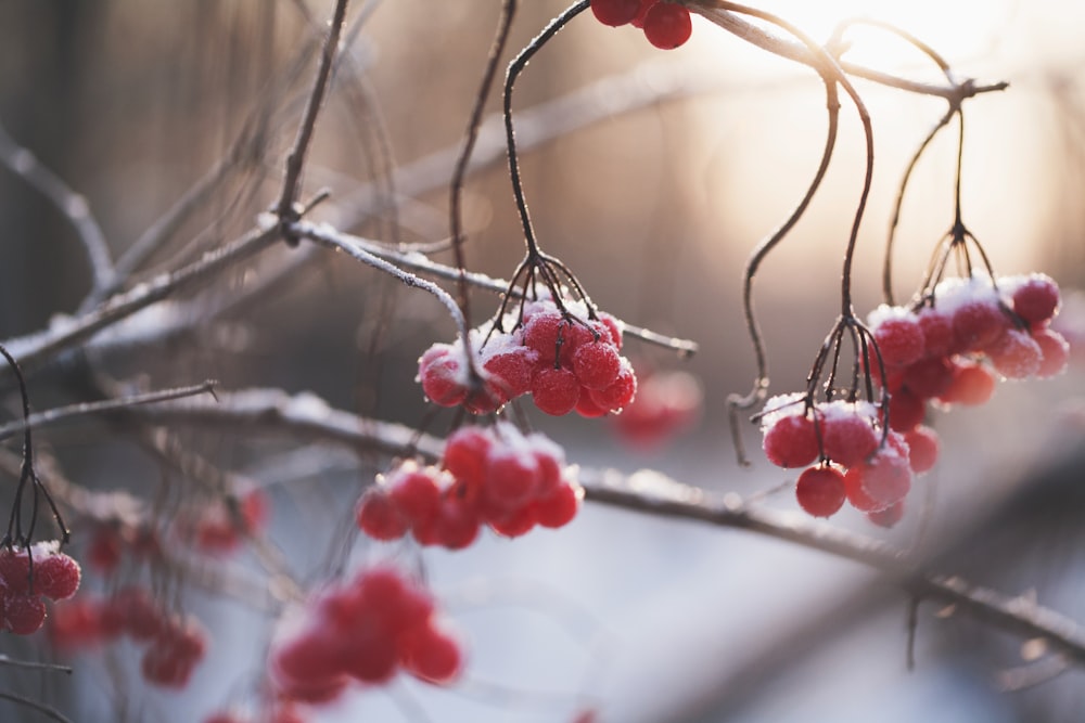 selective focus photo of red fruits