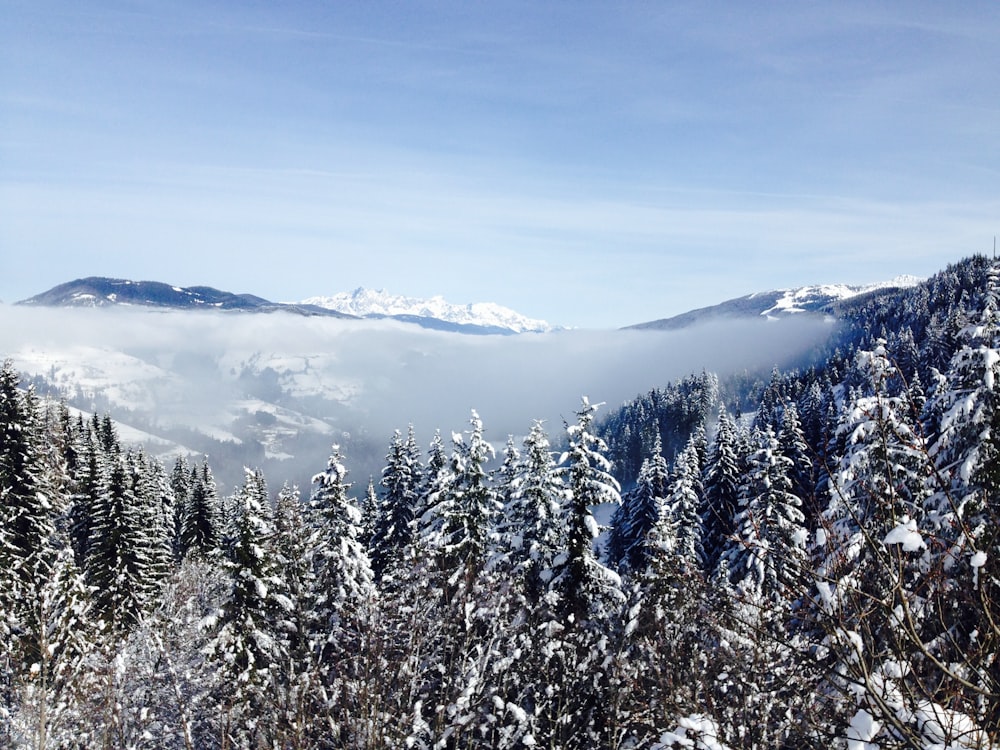 Go To Homepage >> Snow covered forest in Austria photo by Emily Morter (@emilymorter) on Unsplash Go To Homepage >> Snow covered forest in Austria photo by Emily Morter (@emilymorter) on Unsplash