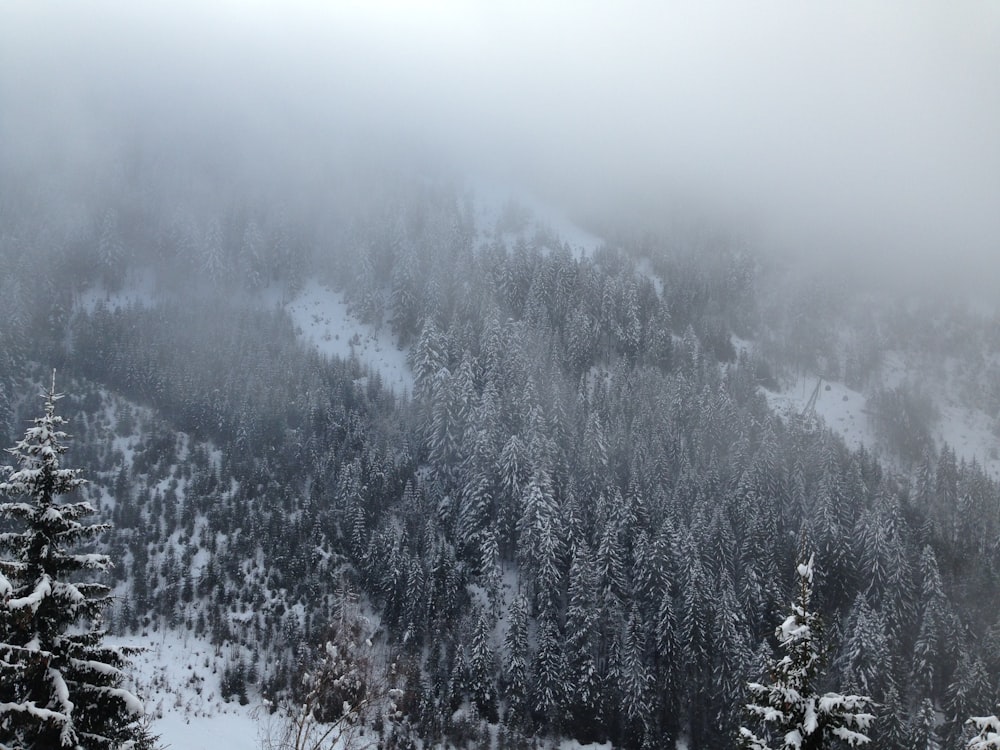 fotografia panorâmica de pinheiros cobertos por neve