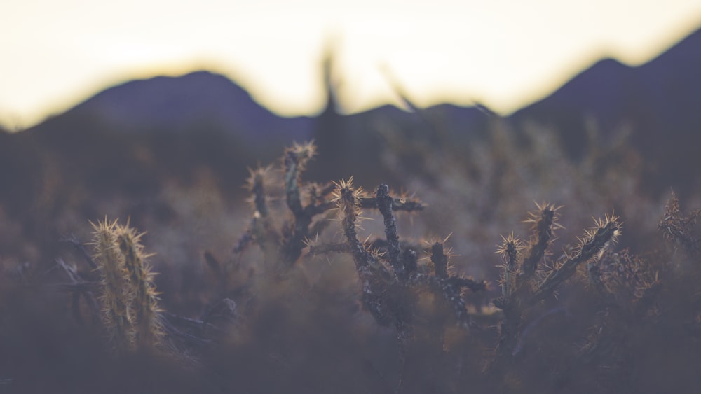 selective-focus photography of cactus