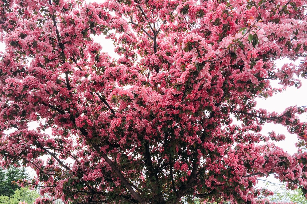 selective focus photography of cherry blossom tree