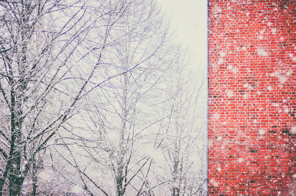 bare trees covered with snow