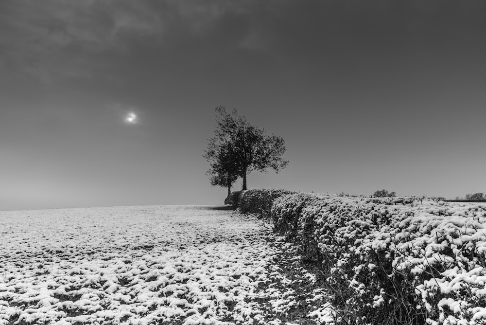 snow-covered field