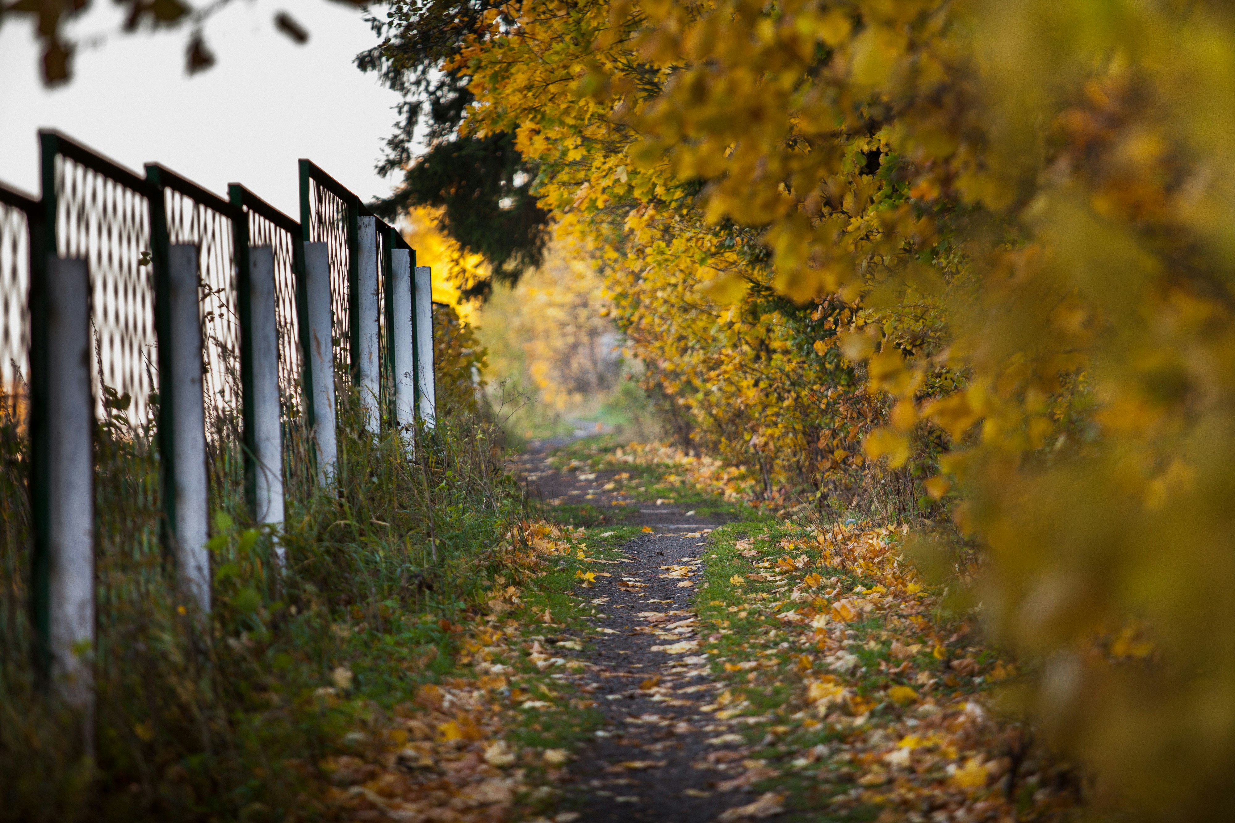 Free Unsplash photo from Roman Davayposmotrim