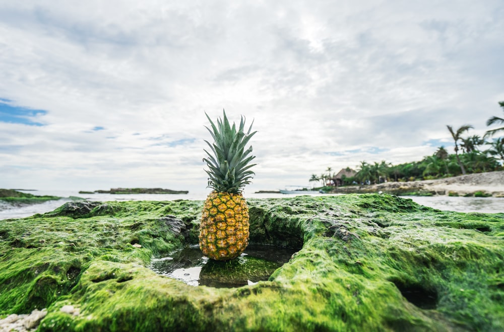 pineapple fruit