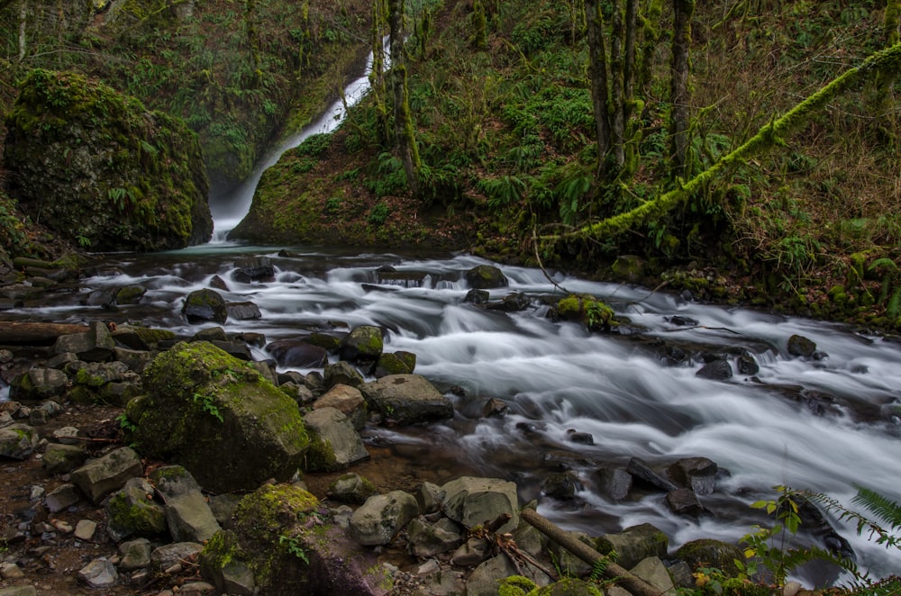 río entre los árboles durante el día