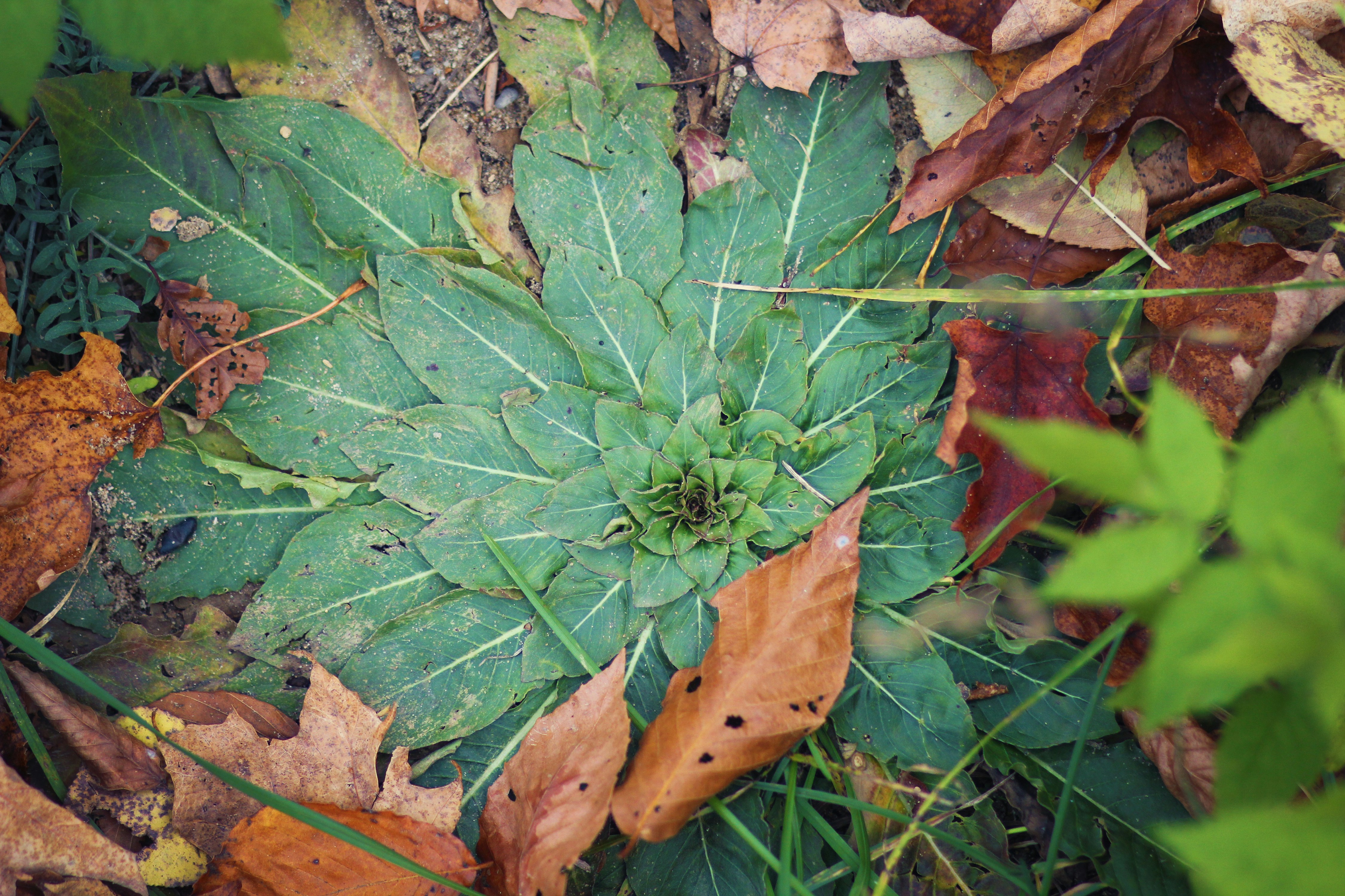 Photo By Nicole Harrington