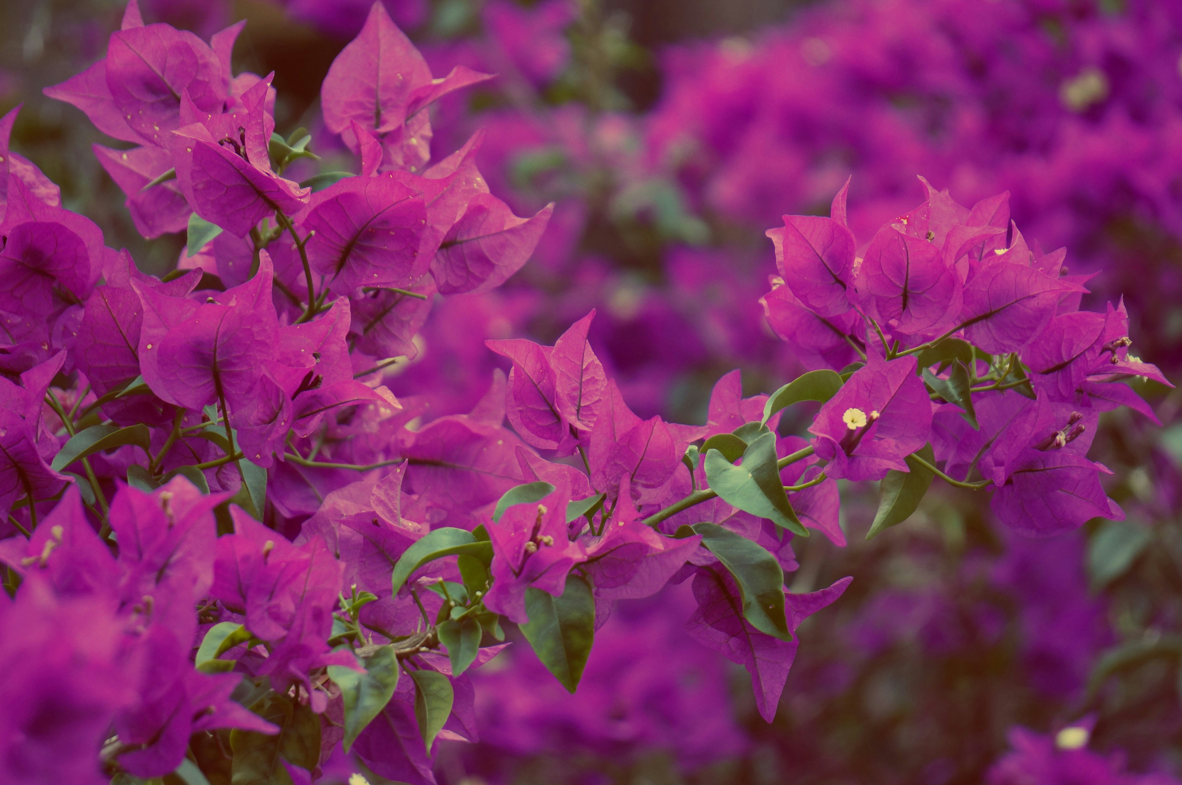 Free Unsplash photo from Fujika Nakama