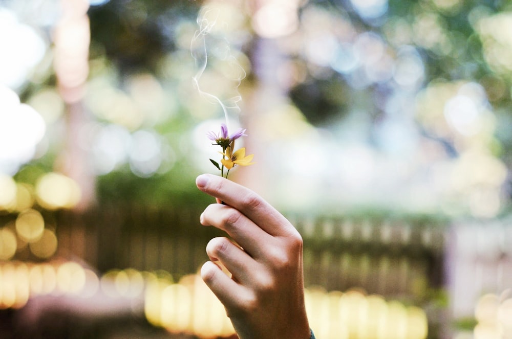 shallow focus photography of purple and yellow flowers held bu person in lawn during day