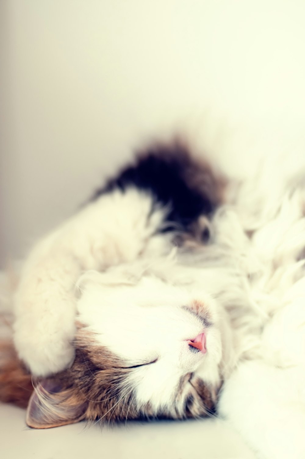 brown and white cat lying on white floor