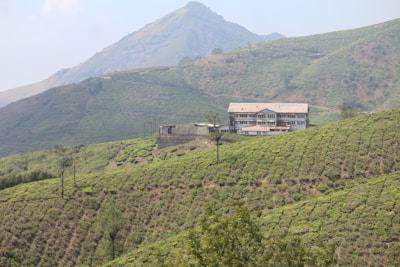 The traditional tea processing factory building surrounded by tall trees.