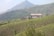 A large building with a tin roof is situated in the midst of lush green tea plantations that cover rolling hills. In the background, a tall mountain rises, adding depth to the landscape.