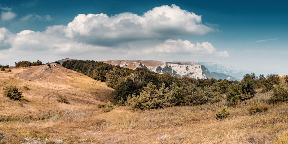 albero a foglia verde vicino alla montagna