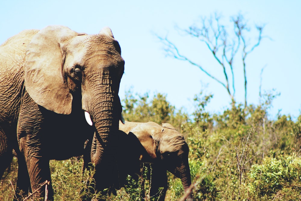 송아지가 있는 회색 아프리카 코끼리
