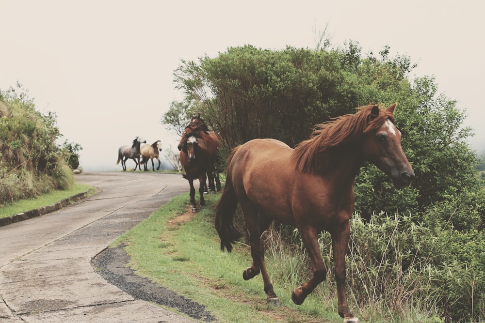 Foto de caballos marrones corriendo durante el día