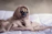 A happy pug resting comfortably on a cozy blanket in a sunlit room.