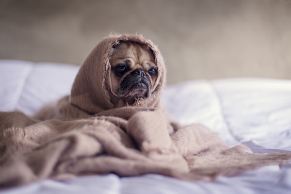A pug on a bed wrapped in a blanket and looking sad.