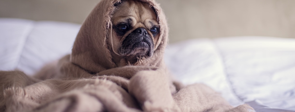 pug covered with blanket on bedspread