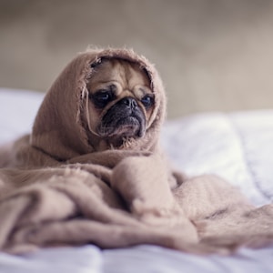 pug covered with blanket on bedspread