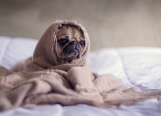 pug covered with blanket on bedspread