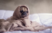 pug covered with blanket on bedspread