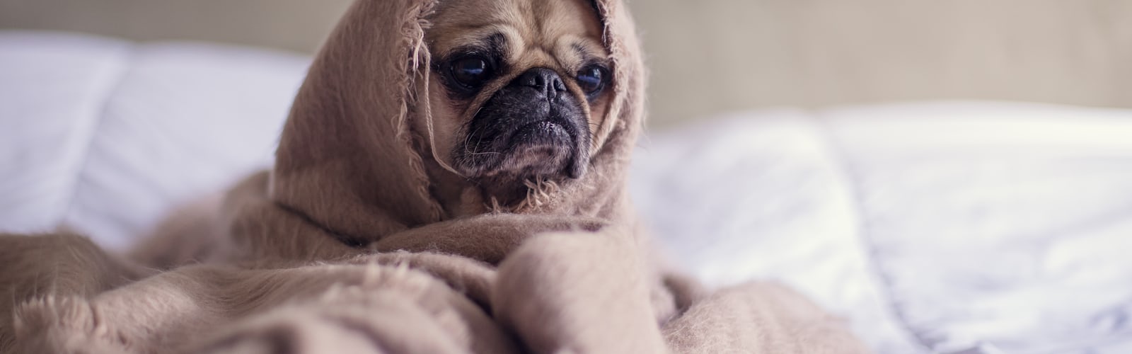 Playful | 2 best free playful, color, happy and wallpaper photos on