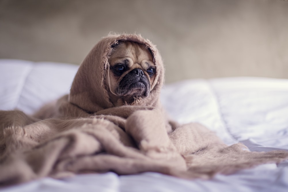 pug covered with blanket on bedspread