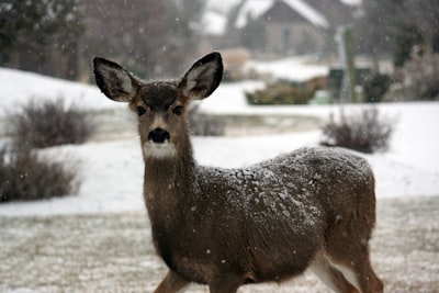 brown deer winter landscape zoom background