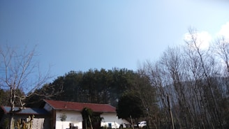 A rural landscape featuring a house with a red roof and white walls, surrounded by bare trees and evergreen foliage. The sky is clear and blue, suggesting a bright day. In the background, a wooded area with dense trees is visible.