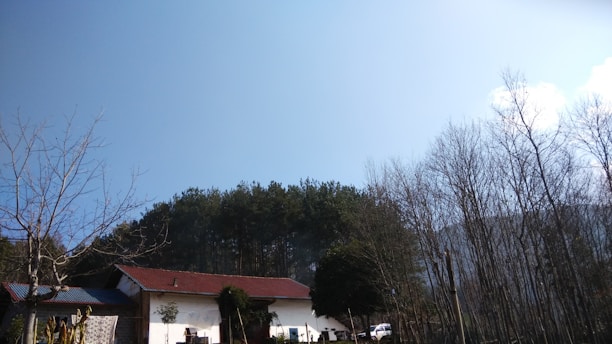 A rural landscape featuring a house with a red roof and white walls, surrounded by bare trees and evergreen foliage. The sky is clear and blue, suggesting a bright day. In the background, a wooded area with dense trees is visible.