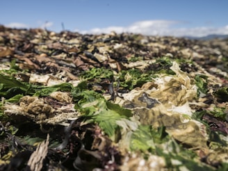A close-up view of various types of seaweed and marine debris scattered across a beach under a clear blue sky. The focus is on the different textures and colors of the seaweed, ranging from greens and browns to black shades.