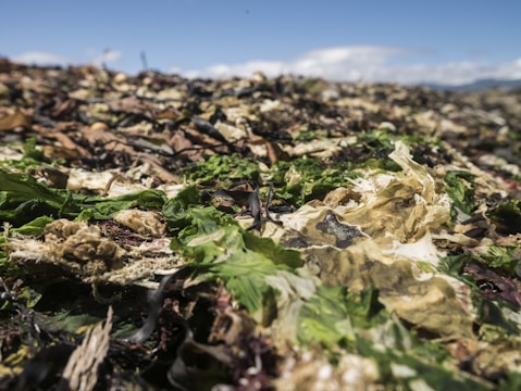 A close-up view of various types of seaweed and marine debris scattered across a beach under a clear blue sky. The focus is on the different textures and colors of the seaweed, ranging from greens and browns to black shades.