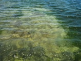 Clear water with visible rocks beneath the surface. The water appears to be rippling and has various shades of green and blue.