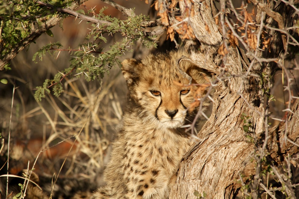 close up photo of feline